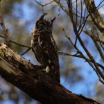 Spotted Eagle Owl