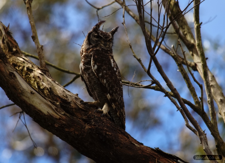 Spotted Eagle Owl
