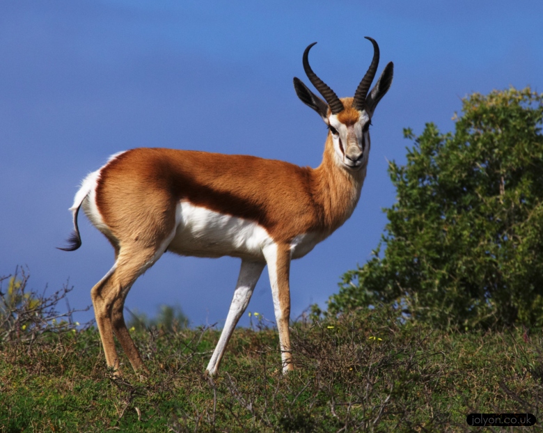 Springbuck
