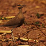 Temmincks courser