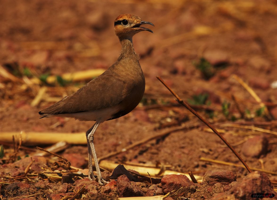 Temmincks courser