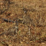 Three Banded Courser