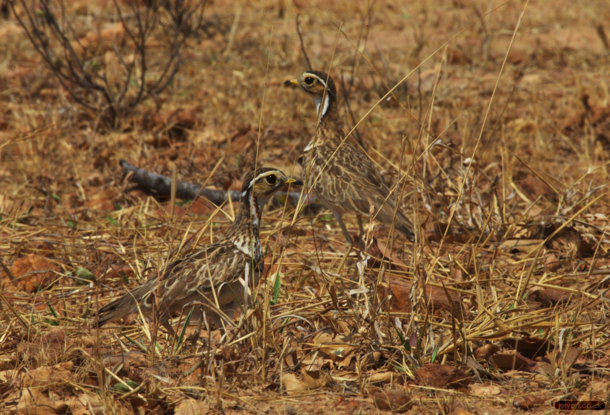 Three Banded Courser