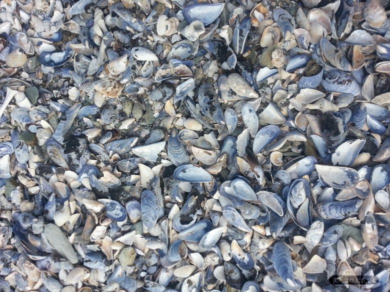 White-fronted plover eggs