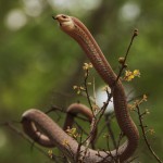 Boomslang Snake