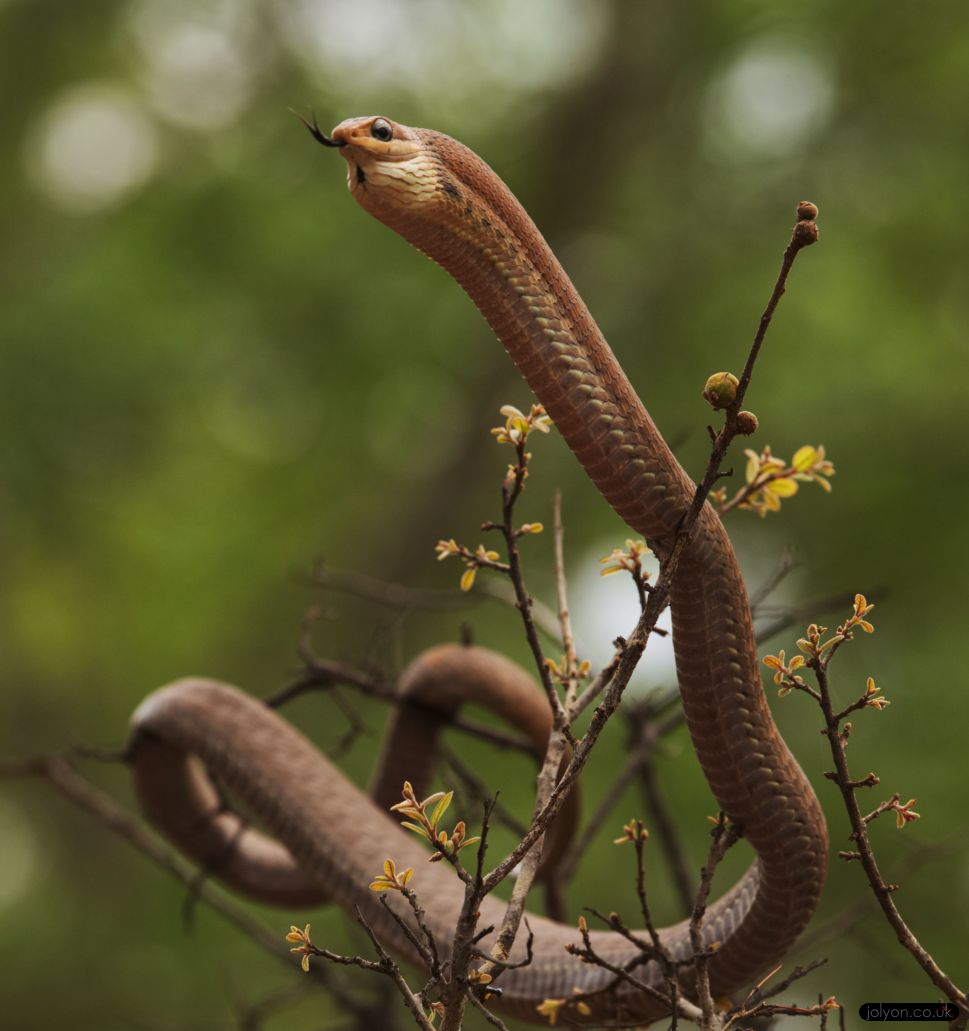 Boomslang Snake