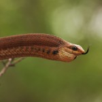 Boomslang Snake