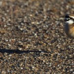 Kittzlitz's Plover