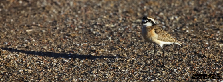 Kittzlitz's Plover
