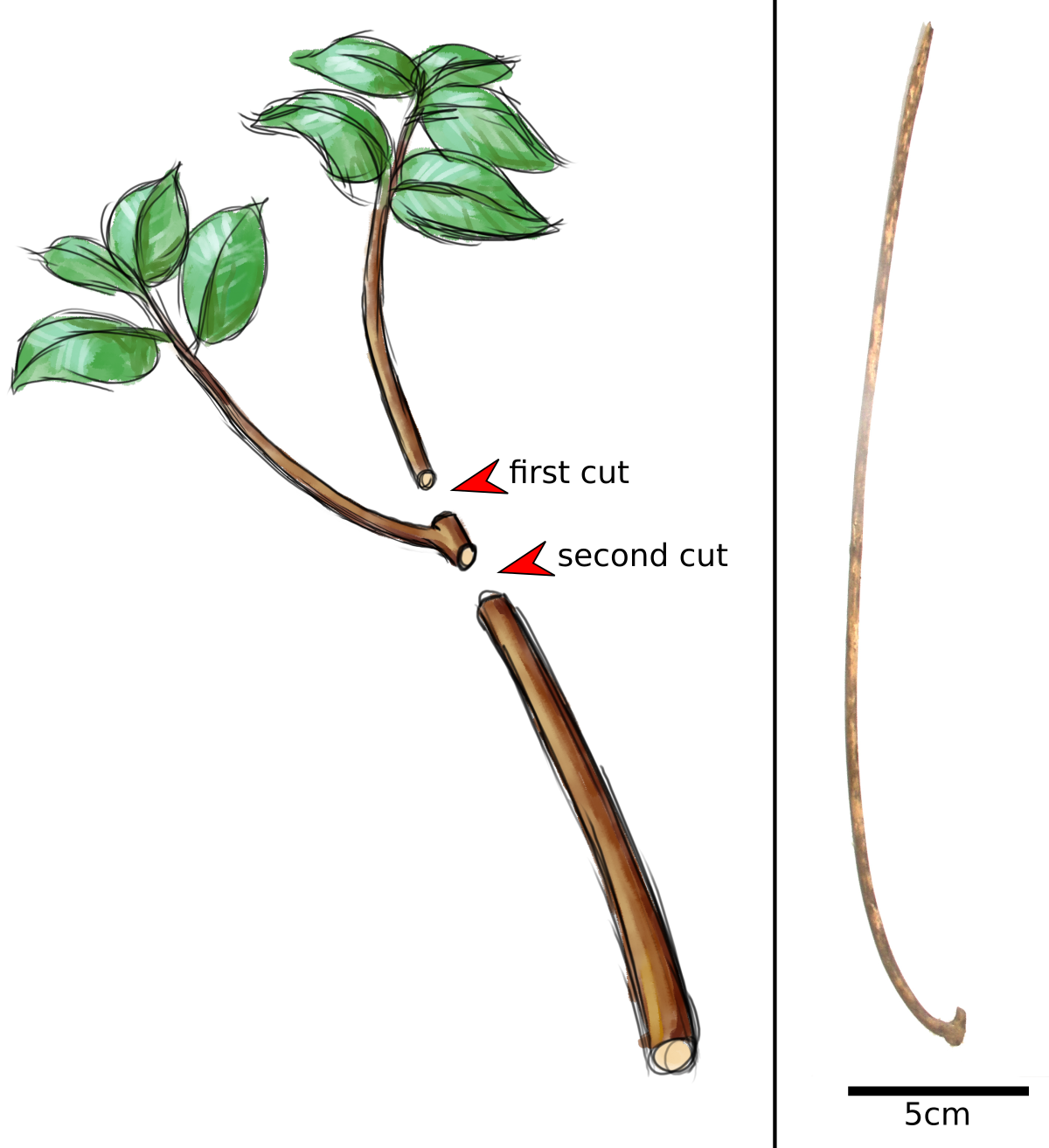 On the left is an illustration of the technique the crows use to make hooked stick tools, on the right is a recovered example.