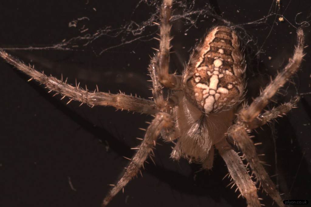 Garden spider Araneus diadematus ultraviolet